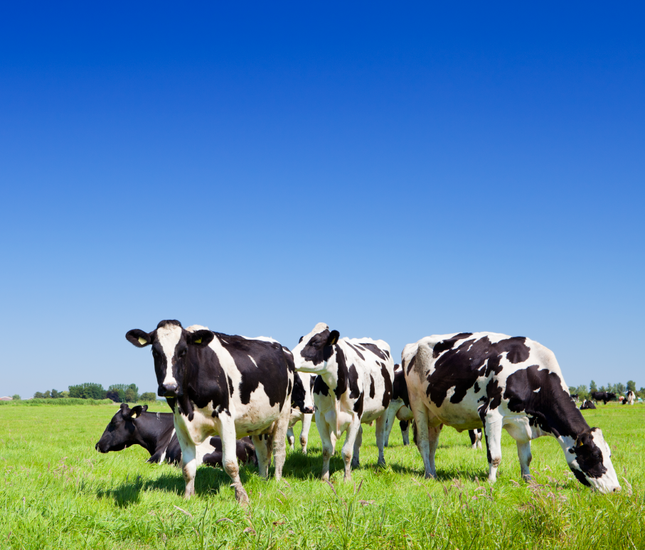 Cows in a field